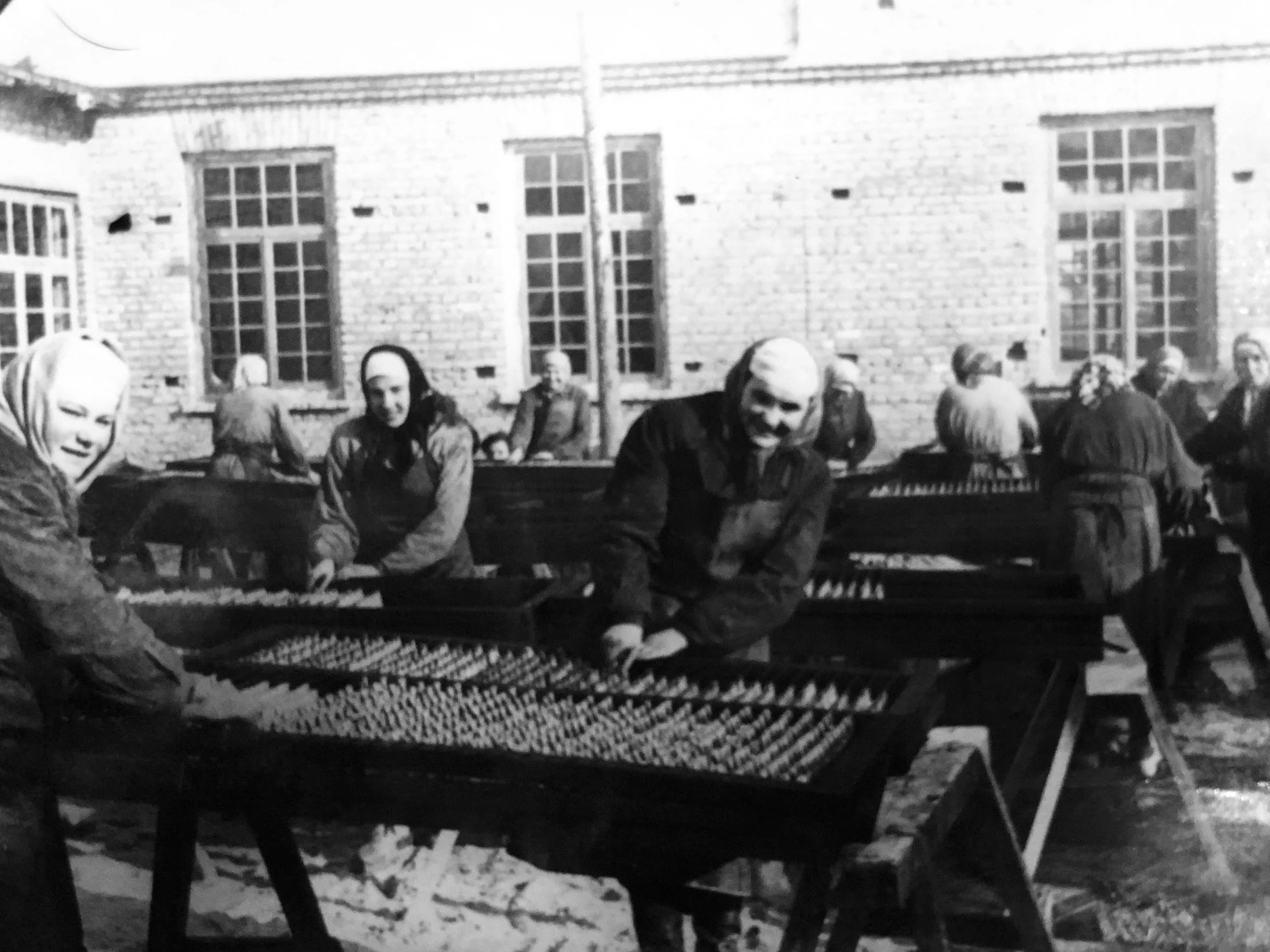 Dokumentēts jūras velšu ražošanas darbs Engurē 1954.g